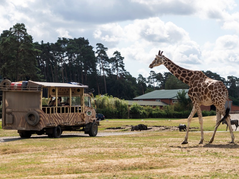Geführte Tour durch die Serengeti-Safari (VIP-Jeep-Safari / Dschungel-Safari-Tour)